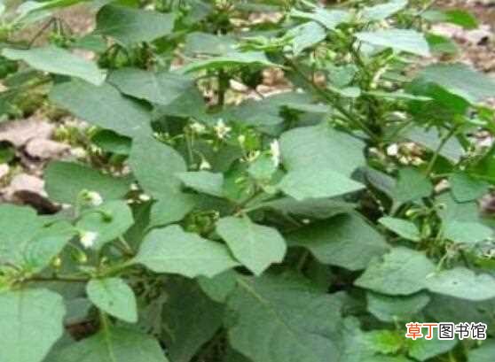 【种植方法】龙葵的种植方法，5个步骤立即种活龙葵：种植龙葵的方法 龙葵的养殖方法