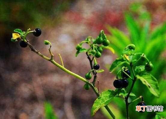 【种植方法】龙葵的种植方法，5个步骤立即种活龙葵：种植龙葵的方法 龙葵的养殖方法