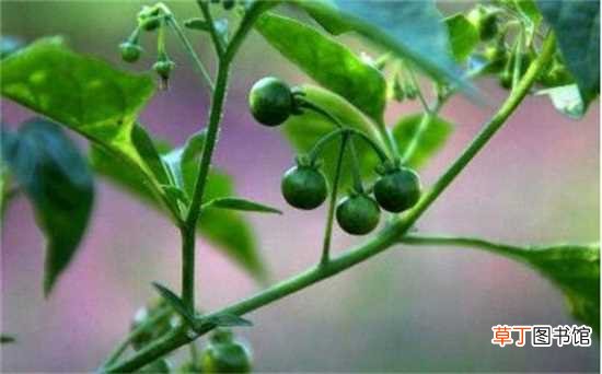【功效】龙葵的功效与作用，可清热解毒活血化瘀还能抵抗过敏：龙葵的功效 龙葵的作用