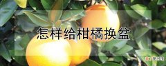 【方法】柑橘的换盆方法