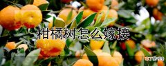 【嫁接】柑橘树嫁接方法