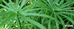 【养殖方法】水竹的养殖方法和注意事项：水竹的养殖方法 注意事项