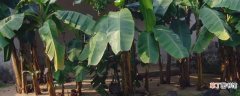 【家里】芭蕉树不能种在家里的原因 芭蕉树的种植方法