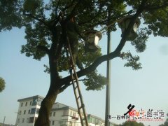 【树】苏州市园林部门对5000株行道树修剪过冬