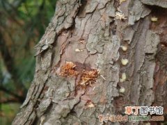 【树】松树线虫病防治的几种方法