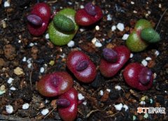 【养殖方法】红帝玉的养殖方法：季节的变化需要不同的护养方法