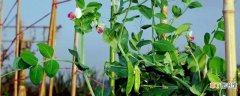 【种植】荷兰豆怎么种植方法与时间