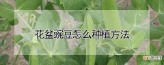 【花盆】花盆豌豆如何种植