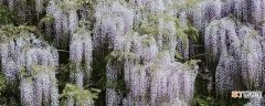 【花】多花紫藤的种法