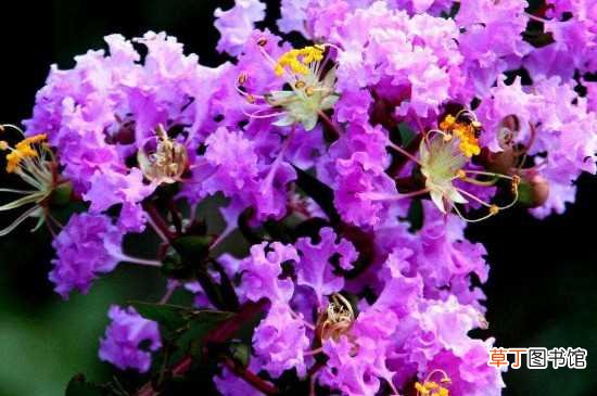 【树】紫薇花树插的种植方法