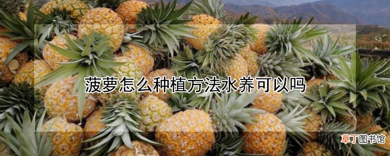 【水培】菠萝怎么水培方法