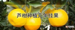 【多】芦柑种植多久挂果