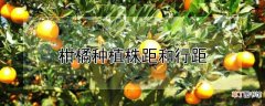 【多】柑橘种植的行距株距是多少