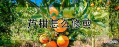 【方法】芦柑修剪方法
