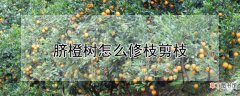 【树】脐橙树枝条修剪方法