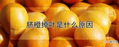【橙】脐橙为什么掉叶