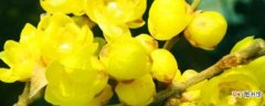 【开花】冬天开花的盆栽花有哪些：腊梅 鹤望兰