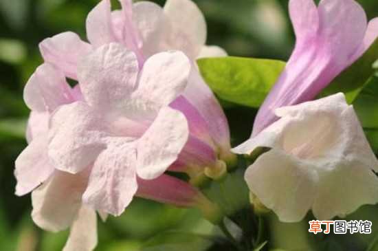 【花期】蒜香藤的花期 蒜香藤的开花养护