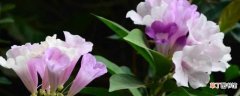 【开花】蒜香藤一年四季可重复开花 蒜香藤的促花方法