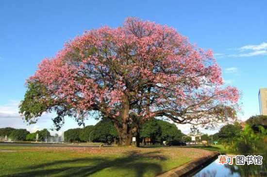 【美丽异木棉】美人树叫美丽异木棉 美人树的种植方法