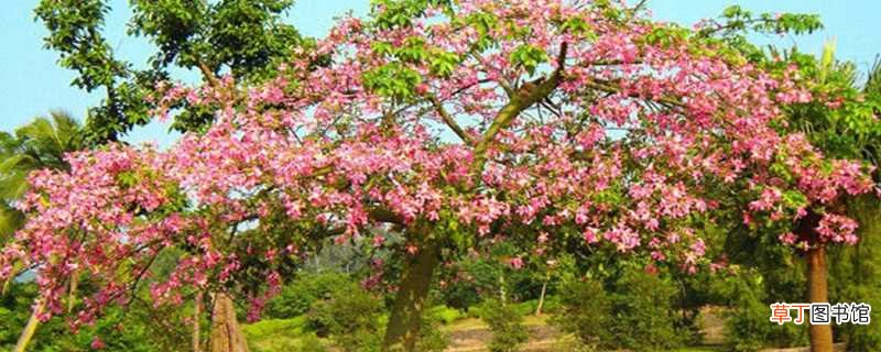 【美丽异木棉】美人树叫美丽异木棉 美人树的种植方法