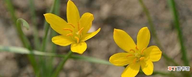 【花期】黄花葱兰的花期在每年7～9月