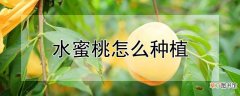 【桃】水蜜桃种植方法