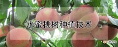 【桃】水蜜桃怎么种植方法