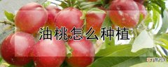 【种植】油桃种植方法