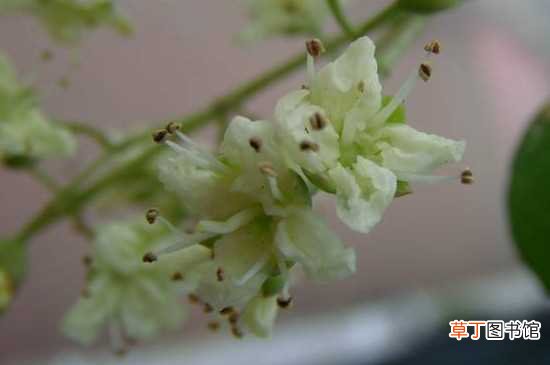 【种子】散沫花采用种子繁殖的方法进行繁殖