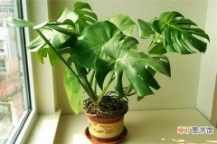 【植物】十大吸甲醛的植物排名：虎尾兰 龟背竹