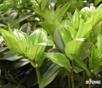 【种植】玉竹种植管理技术