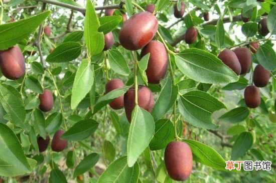 【品种】北方果树56个品种：苹果树 桃子树