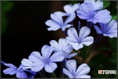 【花】蓝雪花的繁殖培育