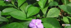 【盆栽】自带香气的盆栽植物：茉莉花 米兰花