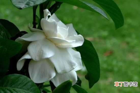 【盆栽】自带香气的盆栽植物：茉莉花 米兰花