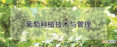 【种植】葡萄怎么种植和管理