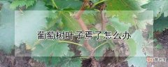 【树】葡萄树叶子蔫了解决方法