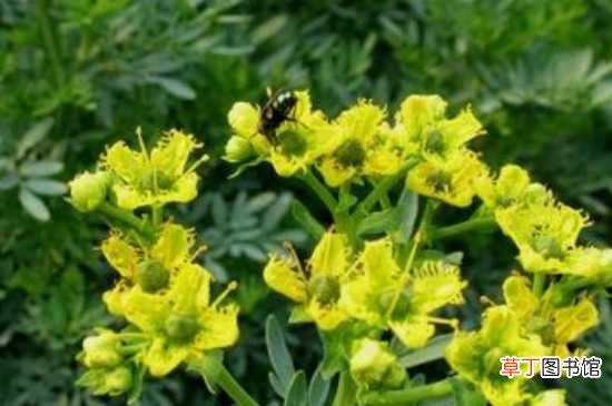 【清热】芸香草可用于驱虫和清热解毒