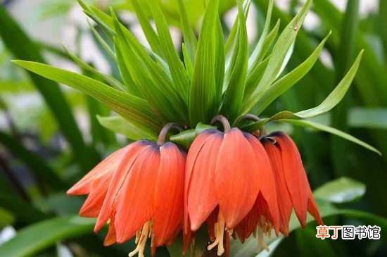 【种植】皇冠贝母什么时候种：皇冠贝母六月份种植 皇冠贝母的栽种