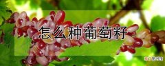 【种植】葡萄籽种植方法