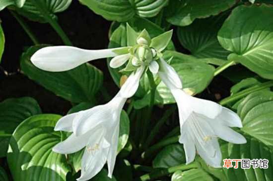 【植物】适合种在庭院的植物有哪些：鸡爪槭 玉簪