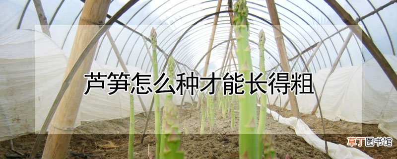 【种植】芦笋如何种植才能长得粗
