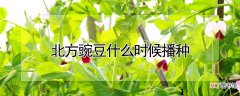 【豌豆】北方豌豆播种时间