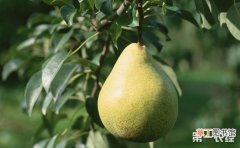 【梨树】梨树的种植时间和方法有哪些？