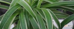 【植物】哪种植物具有吸收甲醛的功能：吊兰 绿萝