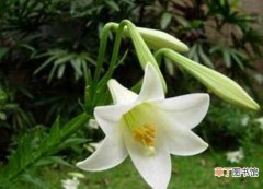 【开花】香水百合什么时候开花，每年4—8月/花期2个月