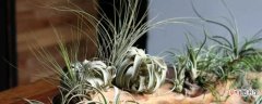 【植物】空气凤梨植物介绍 空气凤梨与其它植物的区别