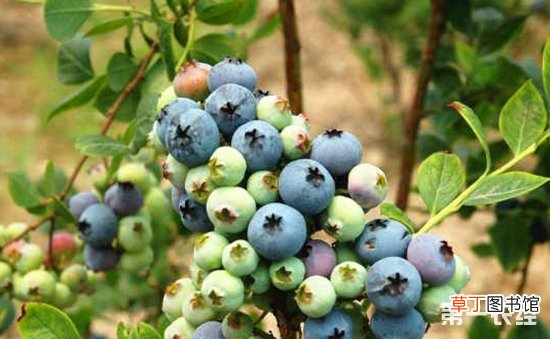 【栽培】南高丛蓝莓的丰产栽培技术有哪些？