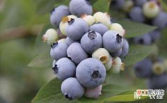 【栽培】南高丛蓝莓的丰产栽培技术有哪些？